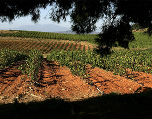 Domaine Singla - Een juweel uit Roussillon