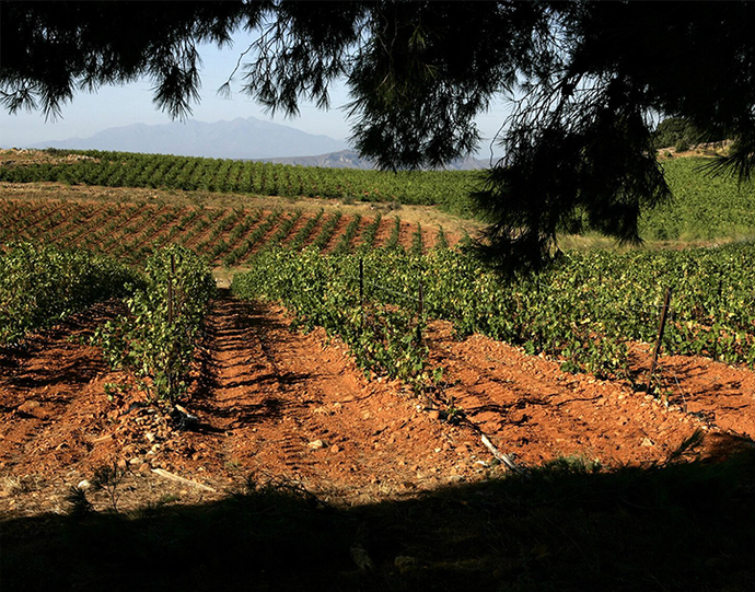 Domaine Singla - Een juweel uit Roussillon