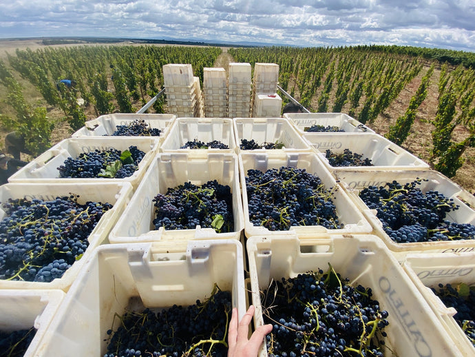 Bodegas Felix Callejo
